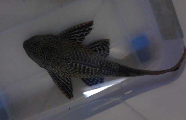 清道夫魚怎么飼養(yǎng)？