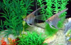 神仙魚怎么分公母，神仙魚性別如何鑒別