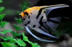 神仙魚和什么魚混養(yǎng)好，神仙魚怎么養(yǎng)？