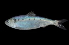 沙丁魚吃什么食物？沙丁魚產(chǎn)自什么地方？