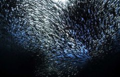 沙丁魚是深海魚嗎，常見深海魚有哪些？