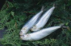 沙丁魚是什么魚，沙丁魚產(chǎn)地哪里？