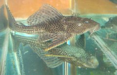 清道夫魚怎么繁殖？