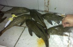清道夫魚和什么混養(yǎng)？