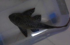 清道夫魚怎么飼養(yǎng)？