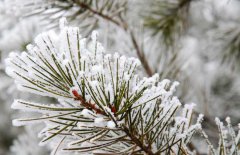 雪松和云杉的區(qū)別你知道嗎？