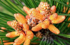 松花粉能減肥嗎？