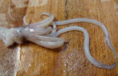 魷魚和什么相克？