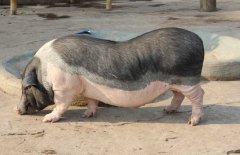 香豬吃什么食物，香豬的飼料種類與搭配原則