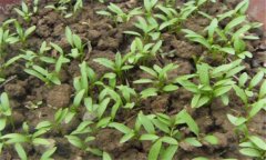 香菜一般在幾月播種，香菜重茬幾年才可以種植