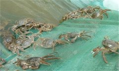 河蟹能活多久、吃什么，螃蟹脫離水可以活幾天