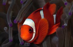 小丑魚吃什么飼料？