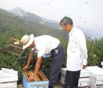 養(yǎng)蜂八月秋繁要注意些什么？