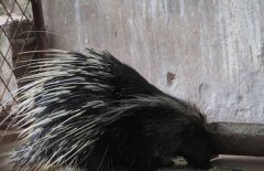 豪豬是幾級保護動物，豪豬刺掉了還會長嗎？