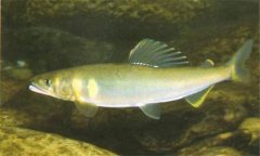 香魚是什么魚，香魚的主要產(chǎn)地在哪里？