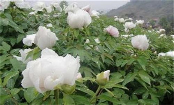 白芍種植技術(shù)、方法與主要步驟