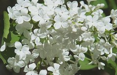 五月丁香北京香，北方丁香花期在五月