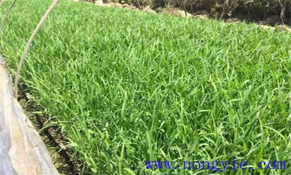 大棚黃瓜、水稻、菠菜高效種植模式簡介