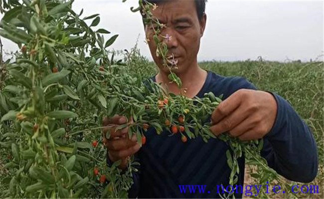 枸杞種植管理技術(shù)要點