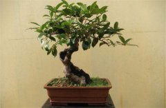 家庭陽(yáng)臺(tái)盆栽桂花如何養(yǎng)護(hù)？