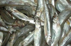 多春魚的產(chǎn)地在哪里？多春魚如何養(yǎng)殖