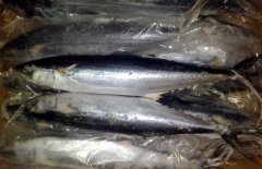 馬鮫魚產(chǎn)地在哪里、有哪些種類 能人工養(yǎng)殖嗎？