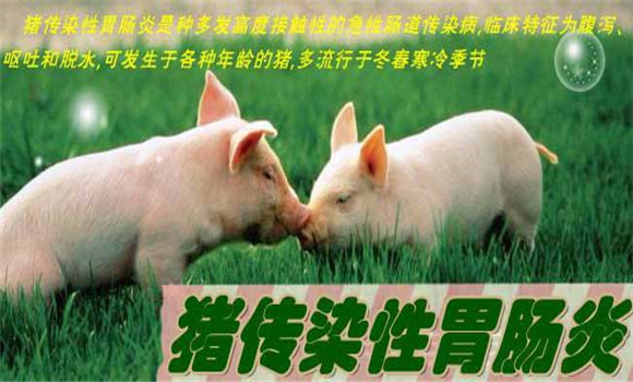 豬傳染性胃腸炎癥狀，豬傳染性胃腸炎怎么治療