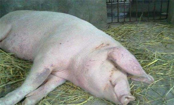 母豬產后不食怎么辦