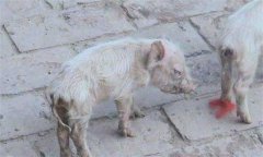 仔豬腹瀉怎么治療？哺乳仔豬飼養(yǎng)管理技術(shù)要點