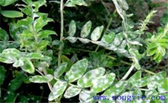黃芪常見病蟲害有哪些？黃芪病蟲害的防治方法