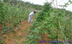 種植葛根如何管理？葛根田間管理技術(shù)要點(diǎn)