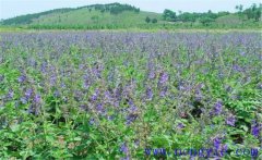 種植黃芩怎么管理？黃芩田間管理的主要內(nèi)容