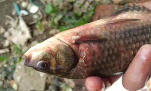 鯽魚(yú)出血病怎么治
