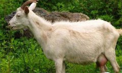奶山羊乳房炎怎么預(yù)防、怎么治療
