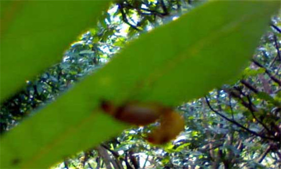 樹(shù)虱怎么防治才好？