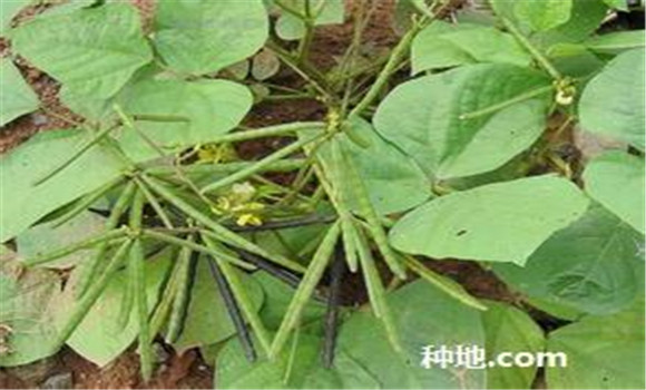 綠豆怎么種植能高產(chǎn)？