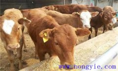 犢牛初乳期過后，如何做好補飼與斷乳？