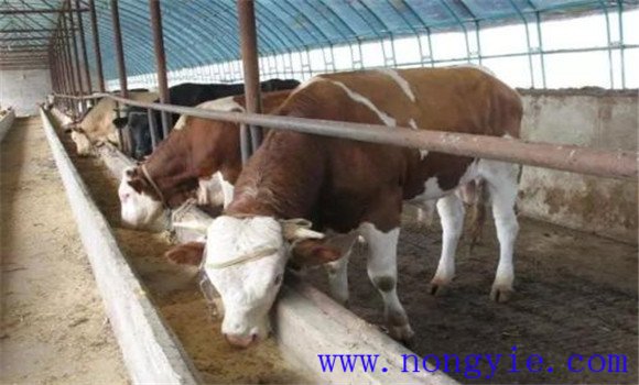 肉牛的精、粗飼料比例