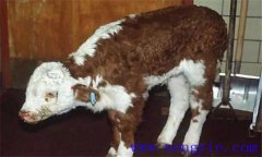新生犢牛應(yīng)注意預(yù)防哪些常見的疾??？