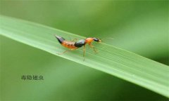 隱翅蟲(chóng)怎么預(yù)防才好，被隱翅蟲(chóng)咬了怎么辦？