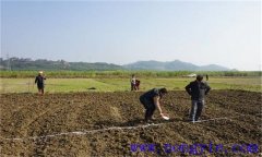 小麥高產栽培技術及田間管理措施與技術要點