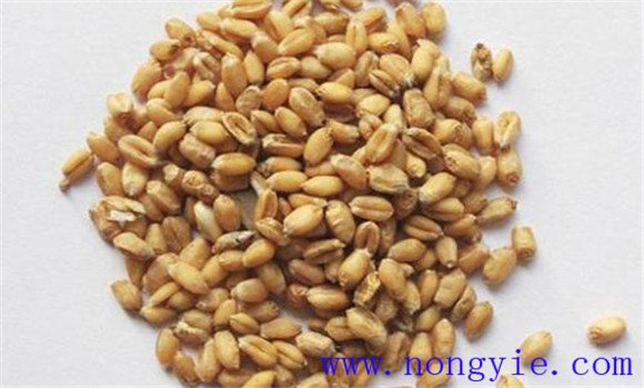小麥種子的三個特點(diǎn)