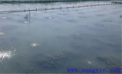 怎樣為魚塘增加氧氣，給魚塘增氧有幾種方法？