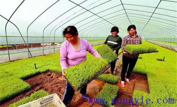 水稻種植軟盤(pán)拋秧技術(shù)