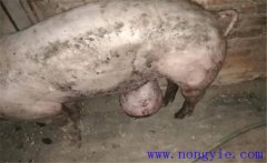 育肥豬拉黑稀是什么原因，如何預(yù)防與治療？