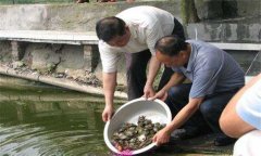 魚鱉混養(yǎng)技術(shù)要點，魚鱉混養(yǎng)怎么養(yǎng)好