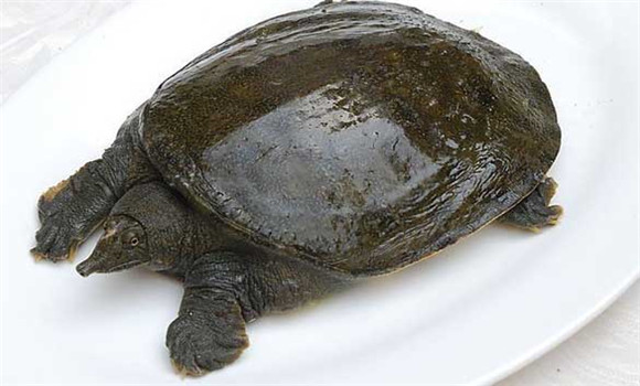 常見甲魚疾病有哪些，甲魚病病防治的方法