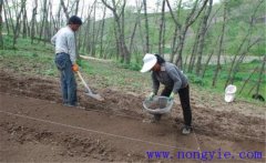 當(dāng)歸栽培方法，當(dāng)歸怎么種植才能高產(chǎn)？