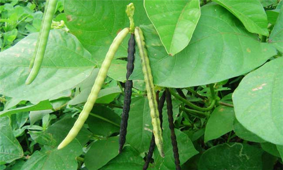 綠豆什么時間種植？