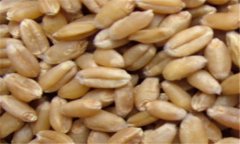 小麥的營(yíng)養(yǎng)價(jià)值及功效，小麥的功效與作用